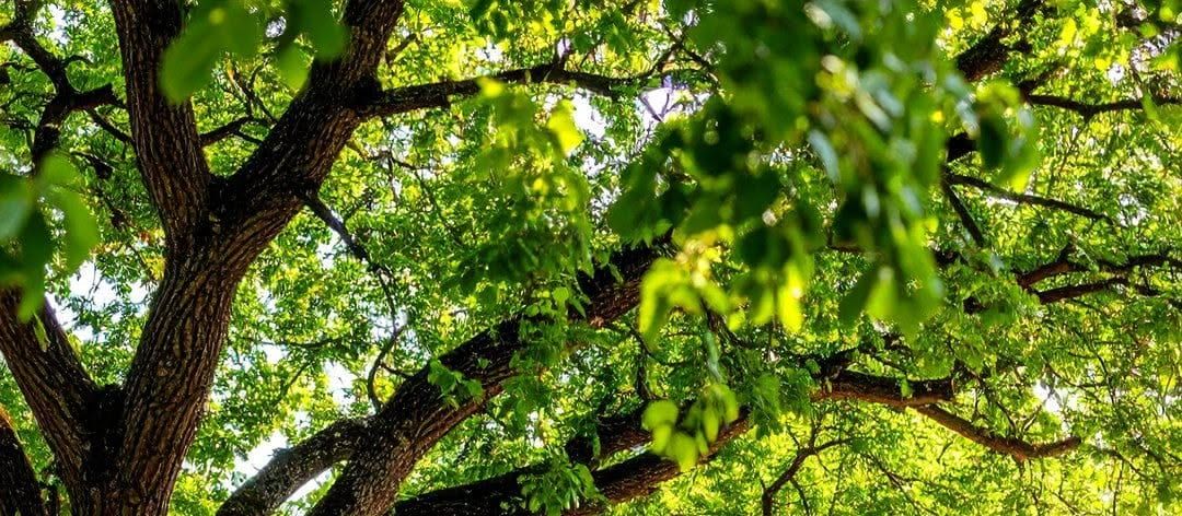 Looking up into a live oak canopy, branches and bright leaves.