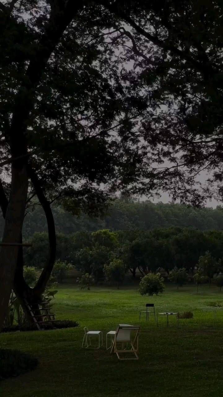 A large oak over an open lawn, the ground the plan takes back.