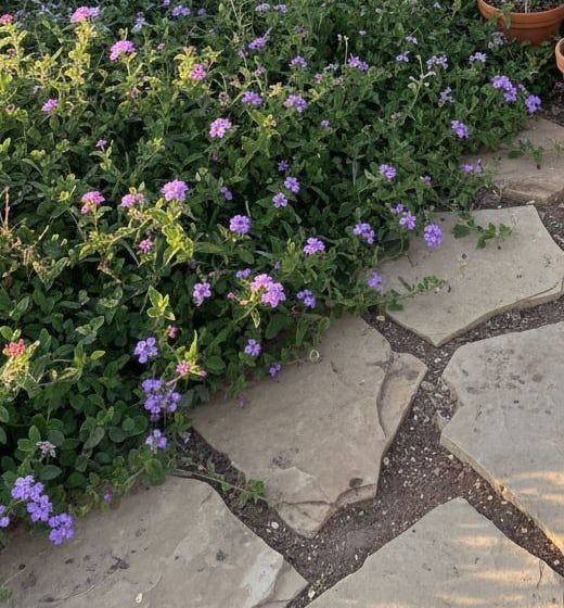 Limestone flags through purple and orange plantings, with oaks on the horizon.